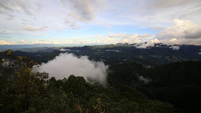 rianforest与雾视频素材