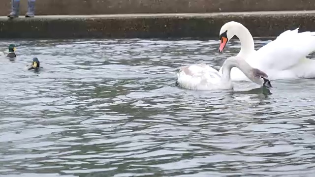 海鸟、天鹅和鸭子在水上视频素材