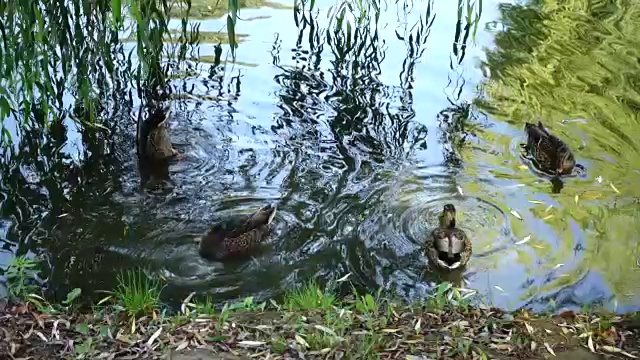 池塘里的鸭子。视频素材