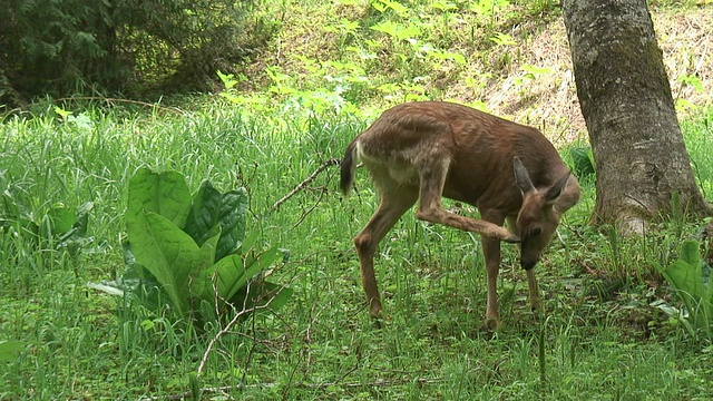 野生鹿01视频素材