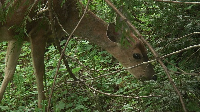 野生鹿04视频素材