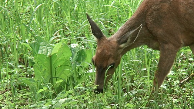 野生鹿05视频素材