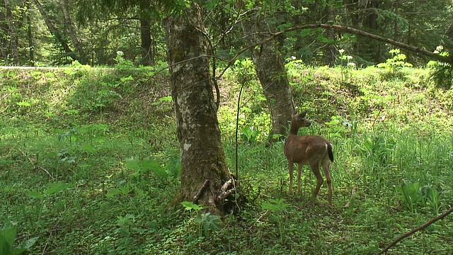 野生鹿08年视频素材