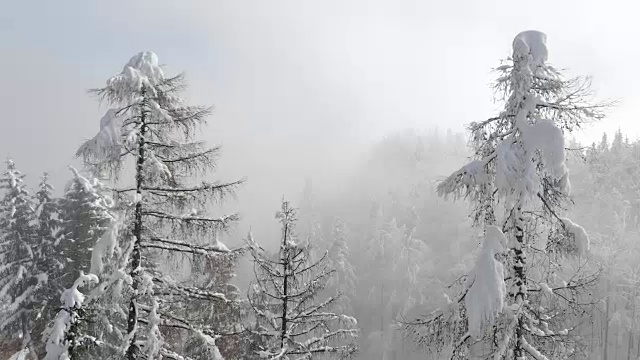 鸟瞰图:飞过隐藏在冬季浓雾中的风景优美的云杉树视频素材