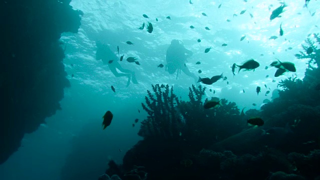 潜水员游过珊瑚礁，斐济视频素材