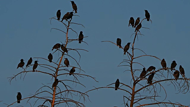 普通八哥(Sturnus vulgaris)也被称为欧洲八哥，法国视频素材