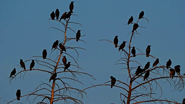 普通八哥(Sturnus vulgaris)也被称为欧洲八哥，法国视频素材