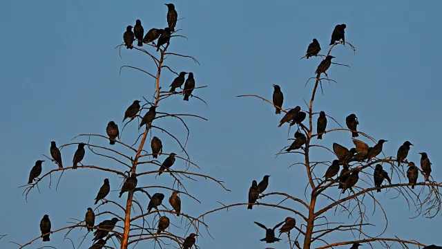 普通八哥(Sturnus vulgaris)也被称为欧洲八哥，法国视频素材