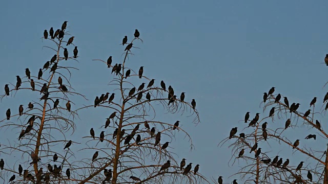 普通八哥(Sturnus vulgaris)也被称为欧洲八哥，法国视频素材