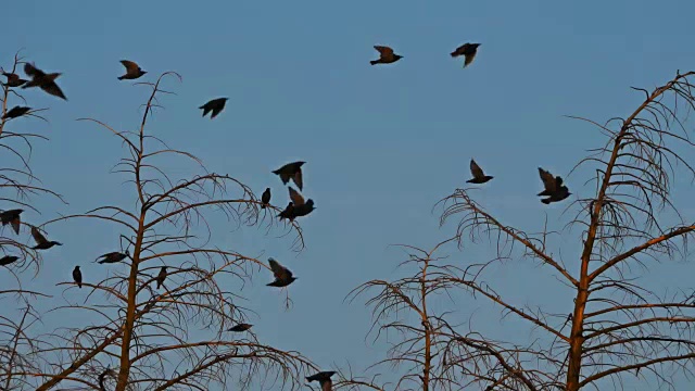 普通八哥(Sturnus vulgaris)也被称为欧洲八哥，法国视频素材