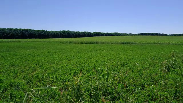 农田里的农业植物视频素材