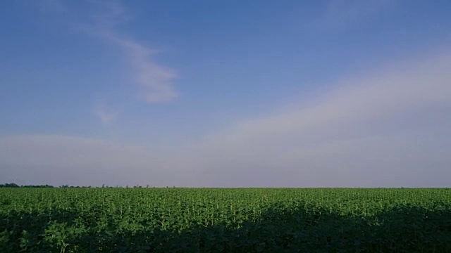 大田野里农业植物的全景视频素材