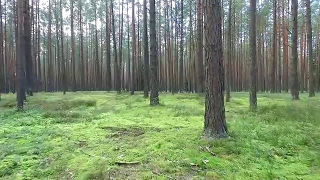 在森林的树木之间飞行视频素材