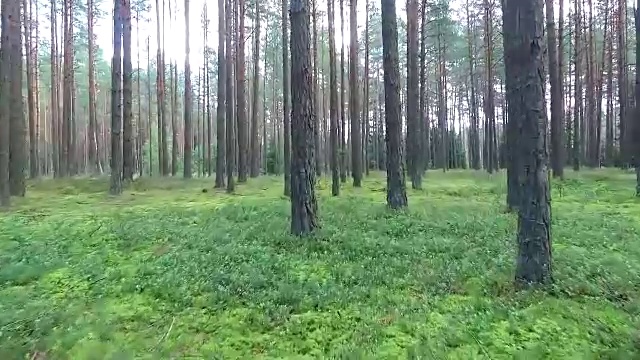 在森林的树木之间飞行视频素材