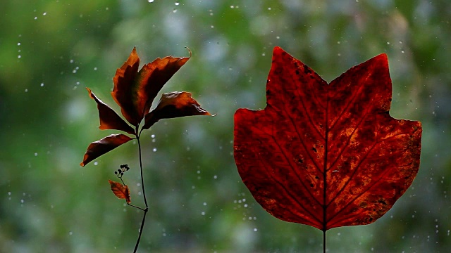 秋叶窗上雨滴高清画面视频素材