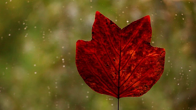 秋叶窗上雨滴高清画面视频素材