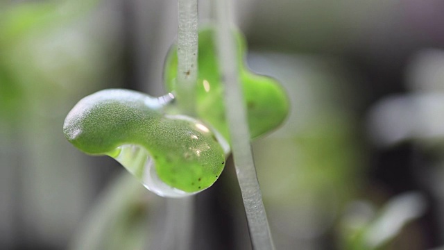 年轻的绿色植物与水滴极端近距离的时间流逝视频素材