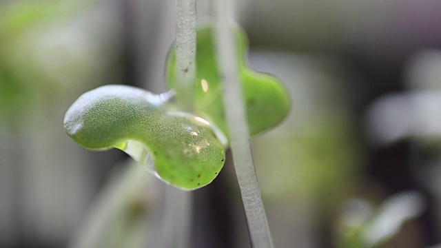 年轻的绿色植物与水滴极端近距离的时间流逝视频素材