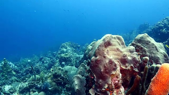 珊瑚礁海景在加勒比海库拉索附近的潜水地点瓦塔穆拉视频素材