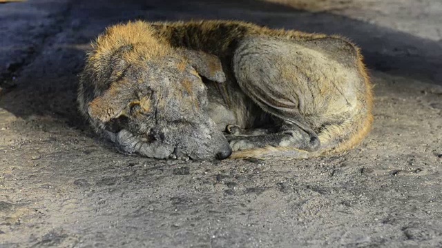 流浪狗，死于疥疮视频素材