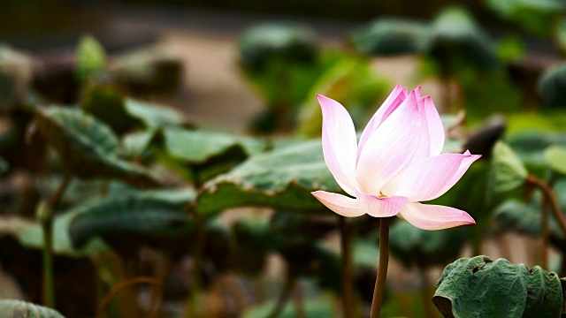 池塘里粉红色的荷花视频素材