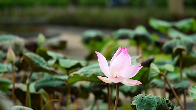 池塘里粉红色的荷花视频素材