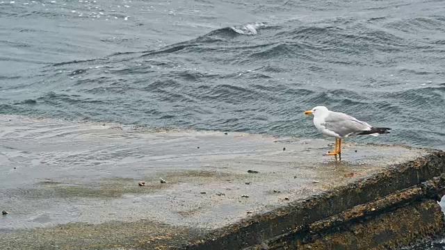 海鸥在海滩上散步，背景是天然的蓝色海水。视频素材