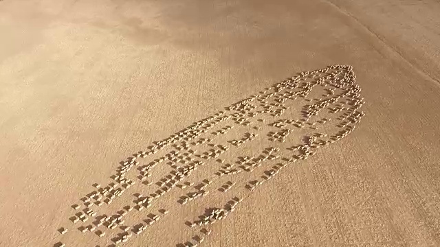 无人机拍摄到的绵羊沿着澳大利亚农场的景观移动视频素材