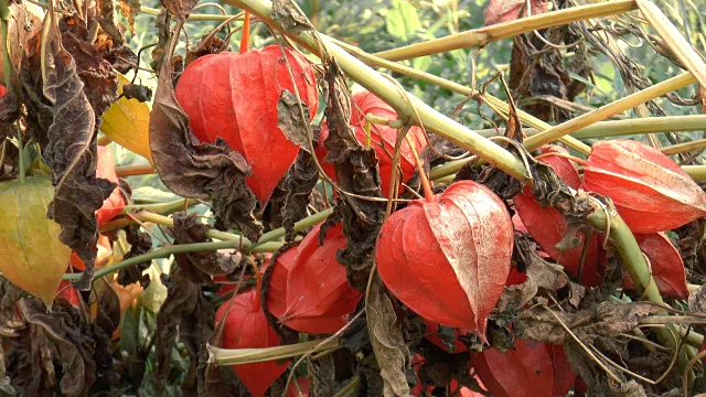 美丽的花园的花视频下载