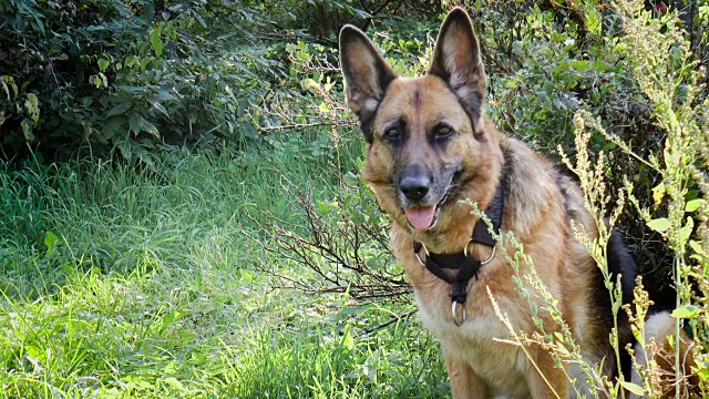 德国牧羊犬视频下载