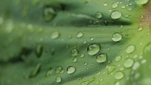 大自然的水滴在新鲜的树叶上，带着小雨的气氛视频素材