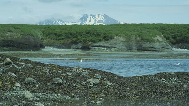 2011年，阿拉斯加，鲑鱼在以山为背景的河边跳跃视频素材