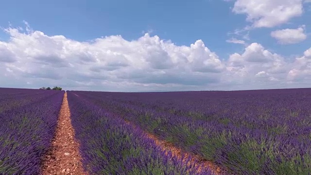 带着摄像机穿过盛开着薰衣草的田野。普罗旺斯。法国。视频素材