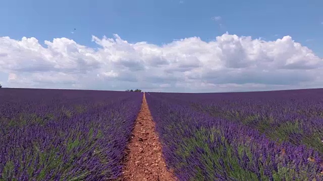 带着摄像机穿过盛开着薰衣草的田野。普罗旺斯。法国。视频素材