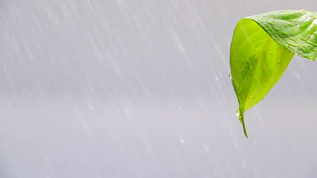 绿叶上的雨，慢镜头视频素材