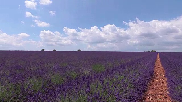 带着摄像机穿过盛开着薰衣草的田野。普罗旺斯。法国。视频素材