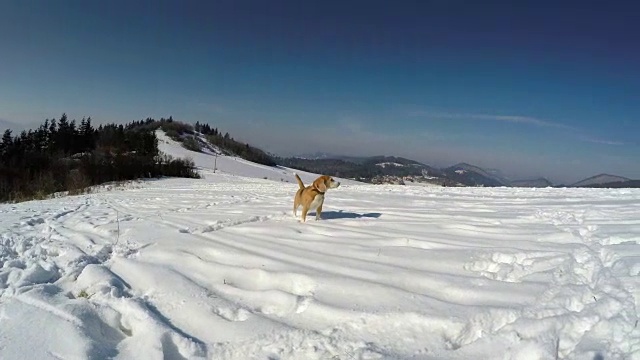 活跃的小猎犬在雪地里四处玩耍和奔跑视频素材