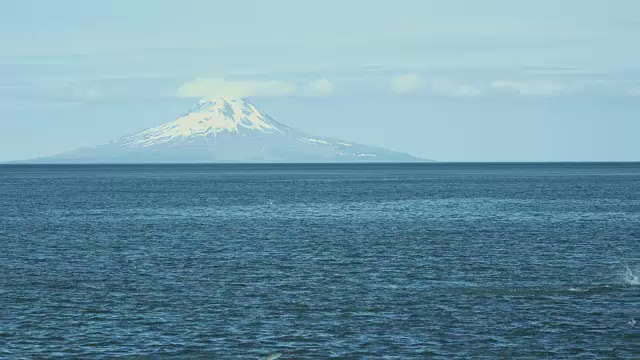 2011年，阿拉斯加奥古斯丁火山前，红鲑鱼在水中跳跃视频素材