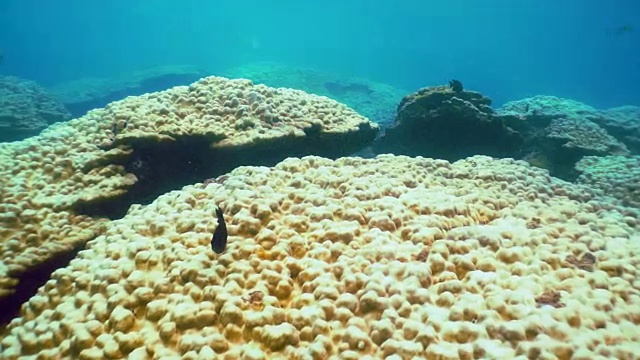 泰国皮皮岛珊瑚礁上的水下珊瑚白化视频素材