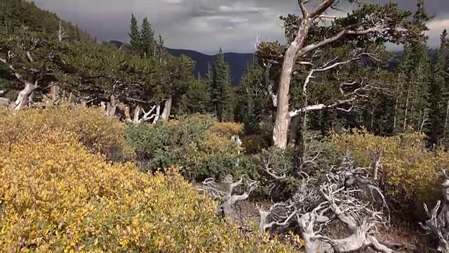 秋天狐尾松林，戈利亚山自然区，埃文斯山荒野科罗拉多州落基山脉视频素材