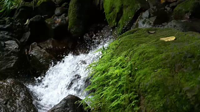 热带雨林中的苔藓和蕨类植物视频素材