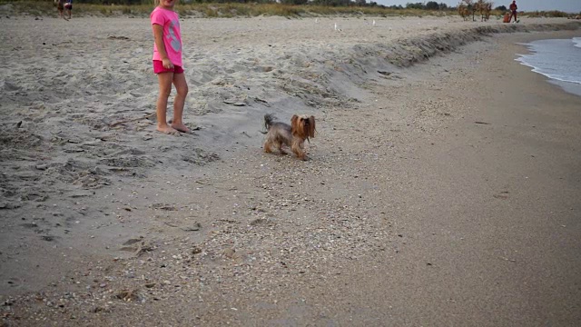 约克郡犬在沙滩上奔跑。缓慢的运动。视频素材