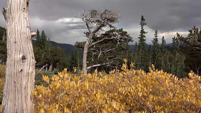 秋天狐尾松林，戈利亚山自然区，埃文斯山荒野科罗拉多州落基山脉视频素材