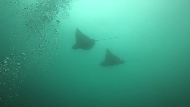 海底视频素材