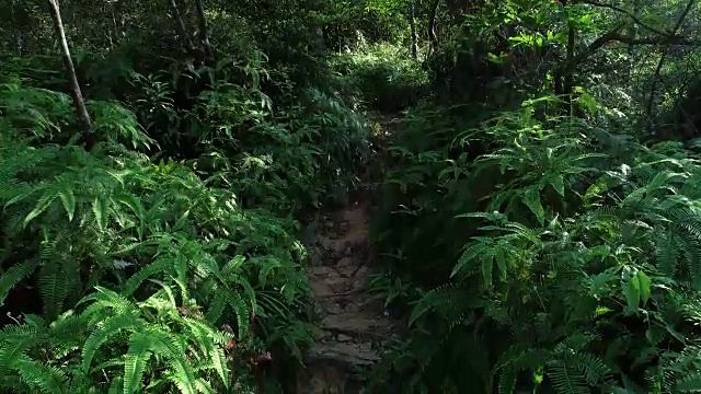 在一个阳光明媚的日子里，穿过一片蕨类植物覆盖的雨林视频素材