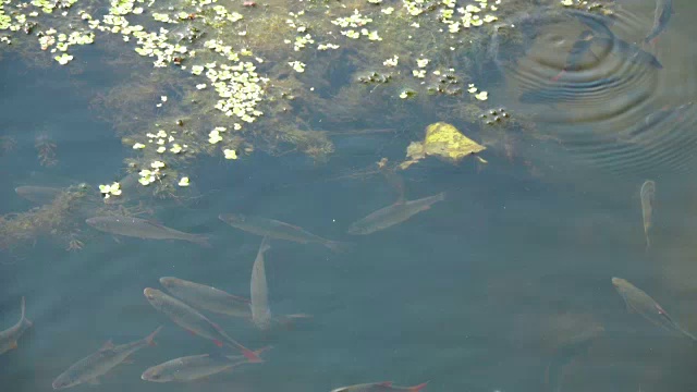 淡水鱼在湖里游水。视频素材