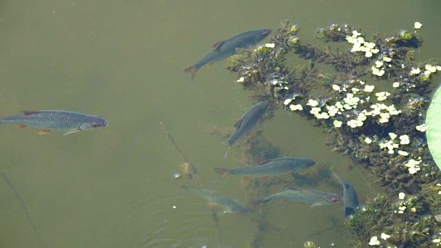 淡水鱼在湖里游水。视频素材