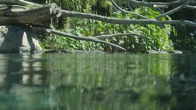 河马在游泳池里视频素材