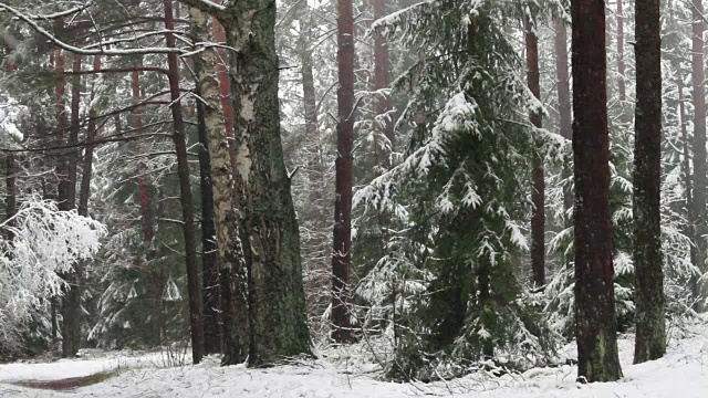 冬天的雪在木-寒冷的一天。视频素材