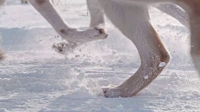 SLO MO CU雪橇狗在雪中奔跑视频素材